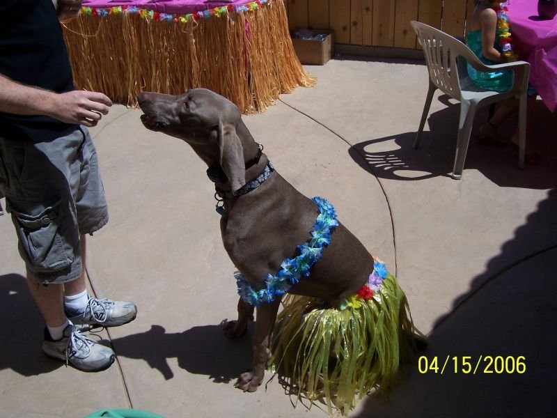 Hula Shadow 1