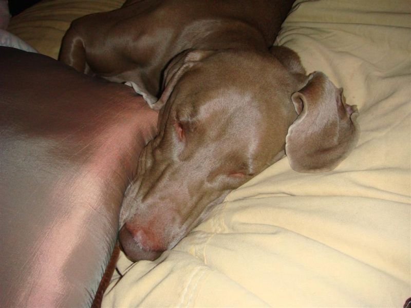 Shadow Snoozin