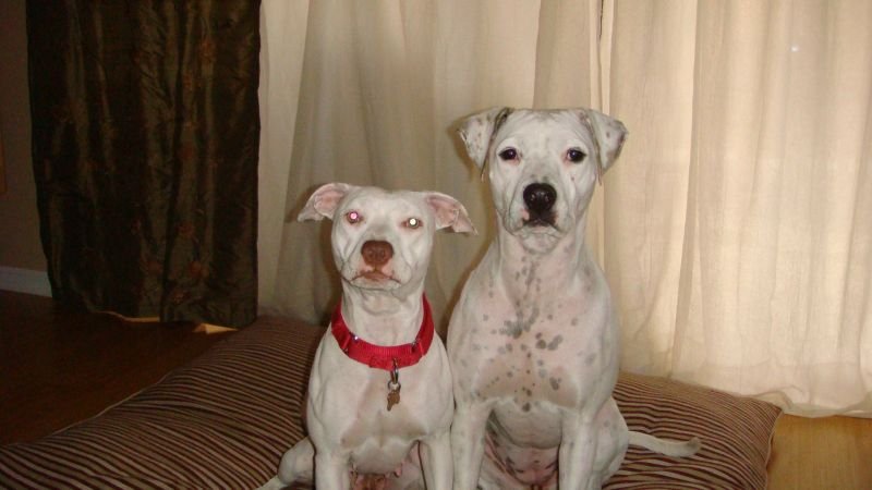 Star & Kaya
