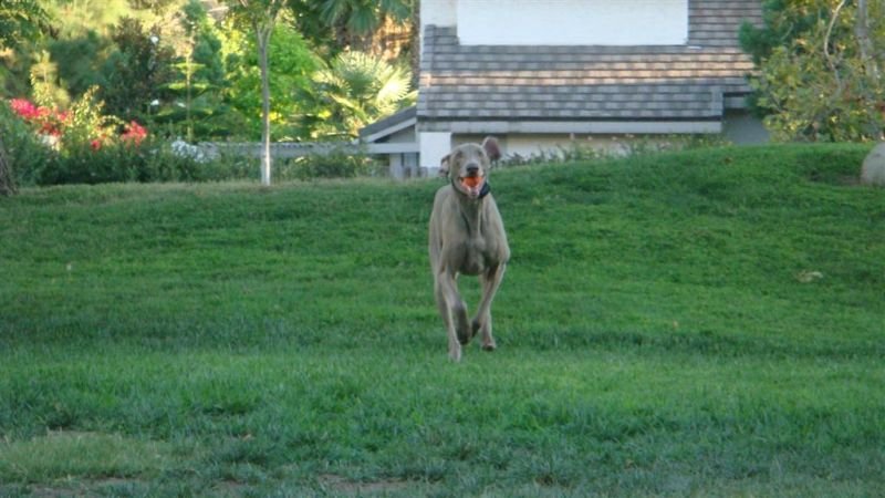 Shadow Running