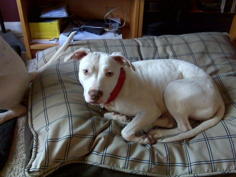 Star on Pillow