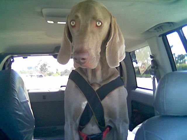 Shadow in his Seatbelt