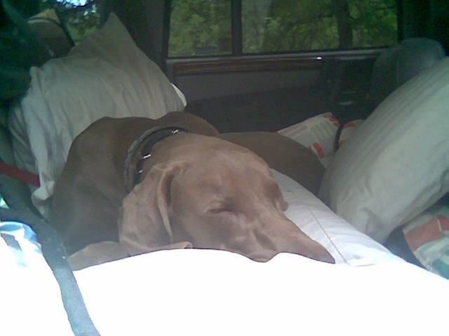 Shadow Sleeping in Jeep 2