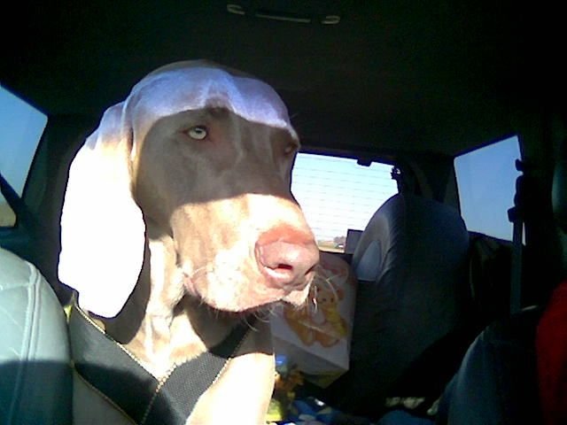 Shadow Seatbelt