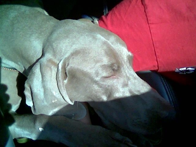 Shadow Sleeping in Car
