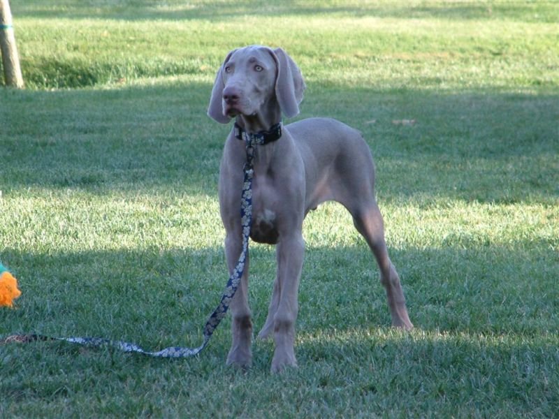 Handsome Puppy (Color)