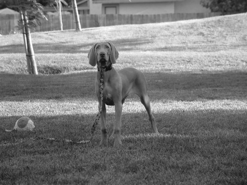 Handsome Puppy (B&W)