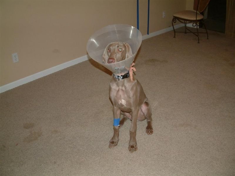 Why Did You do This to Me?