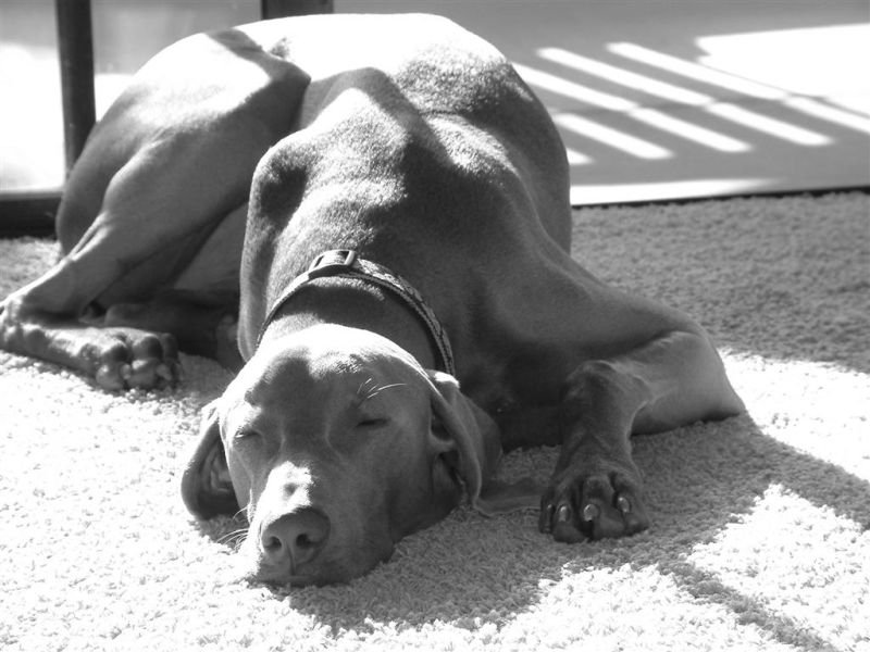 Snoozin' in the Sun
