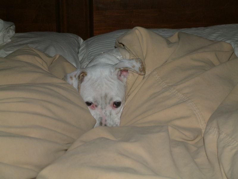 Please can I Sleep Here?