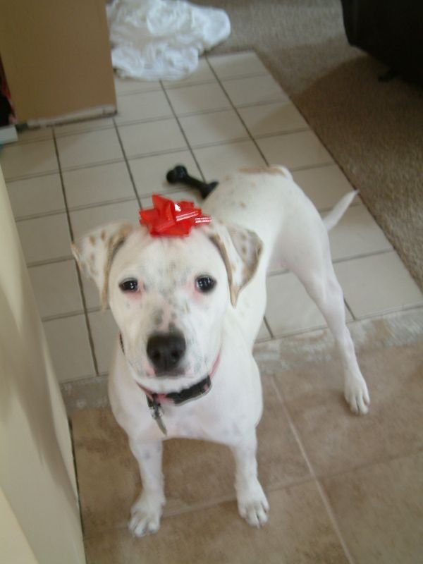 Christmas Kaya