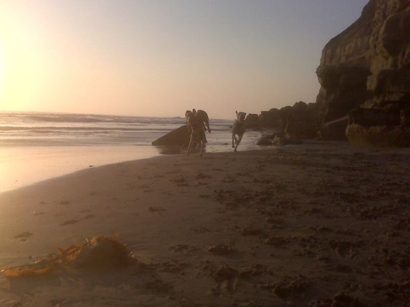 Shadow, Miley, & Kaya Running - Beach