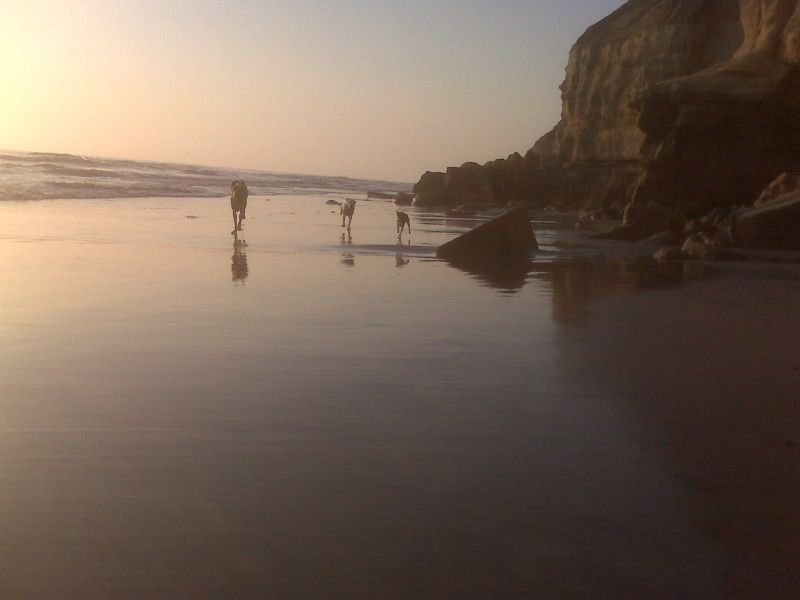 Shadow, Kaya, & Miley Running - Beach