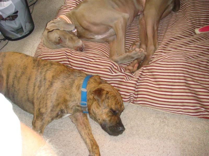 Shadow & Fargo Snoozin