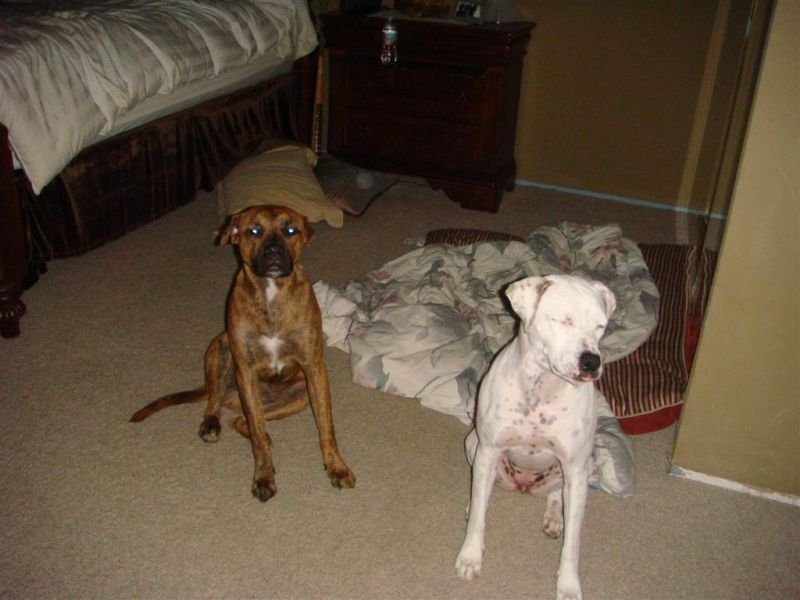 Fargo & Kaya Sitting