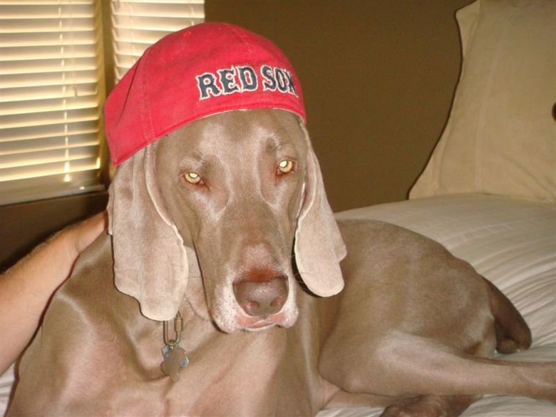 Shadow in Sox Hat