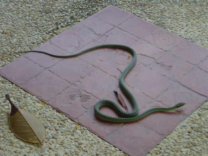 Our Little 

Friend