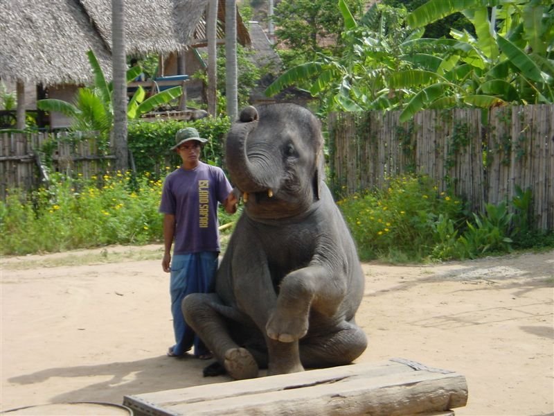 Sit Dumbo, 

Good Elephant