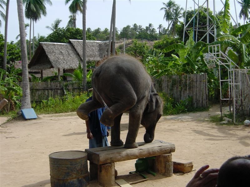 Balancing 

Act