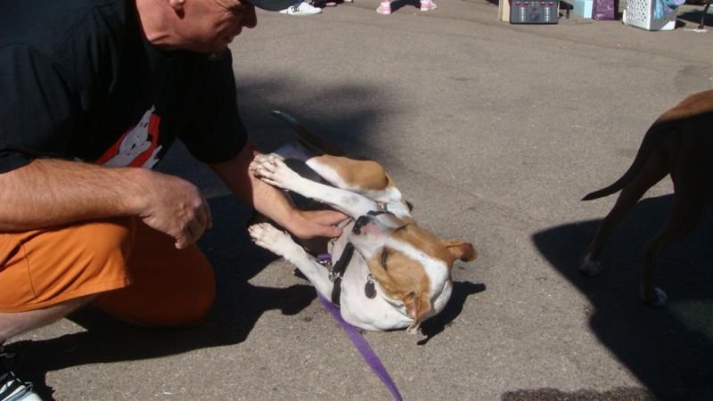 Marley Gets Belly Rubs