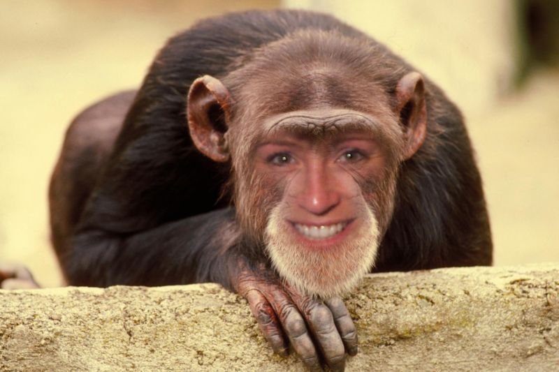 Jodi - Monkey