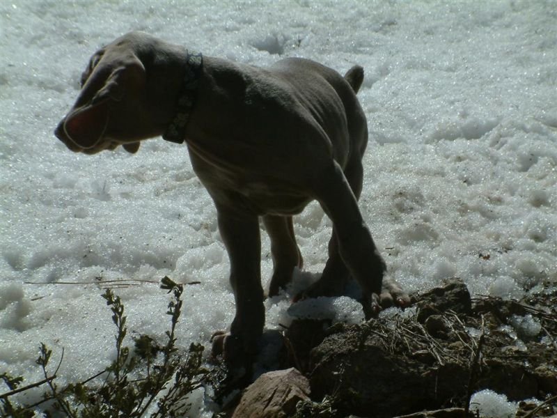 Shadow in Snow